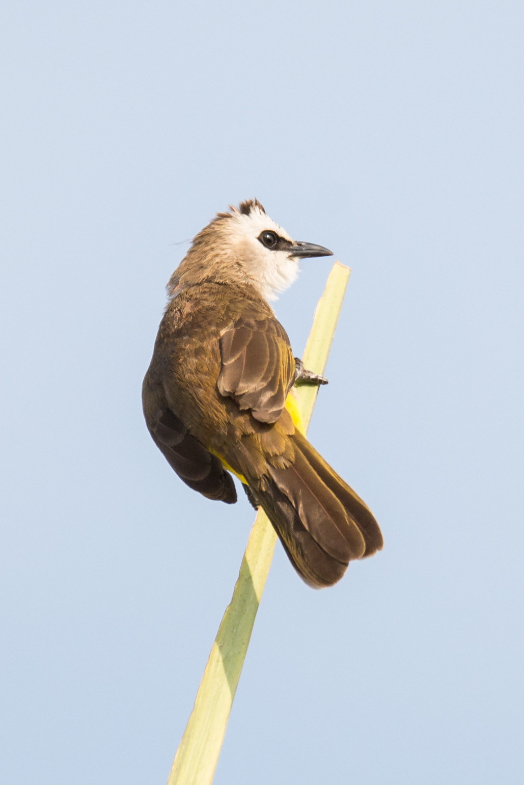 image Yellow-vented Bulbul